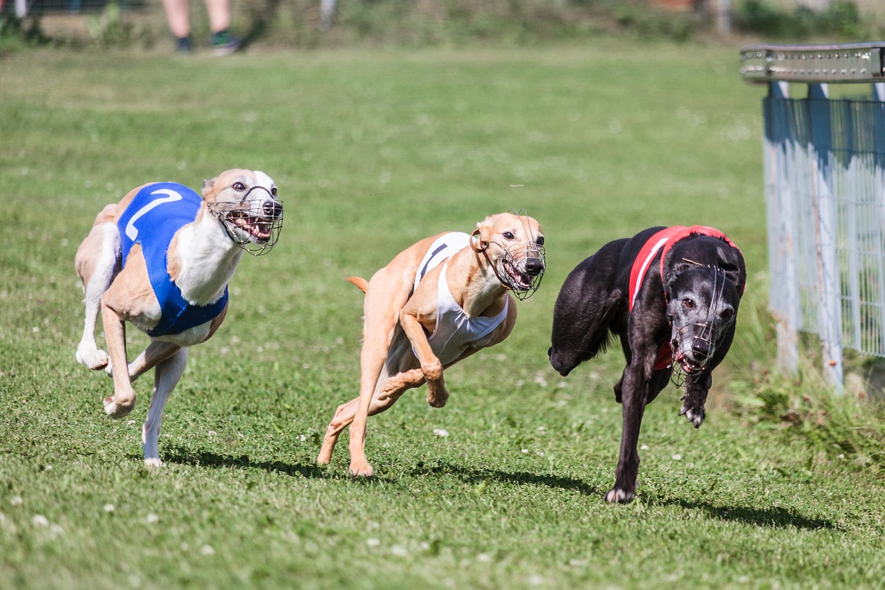 The Unique Characteristics of Whippets